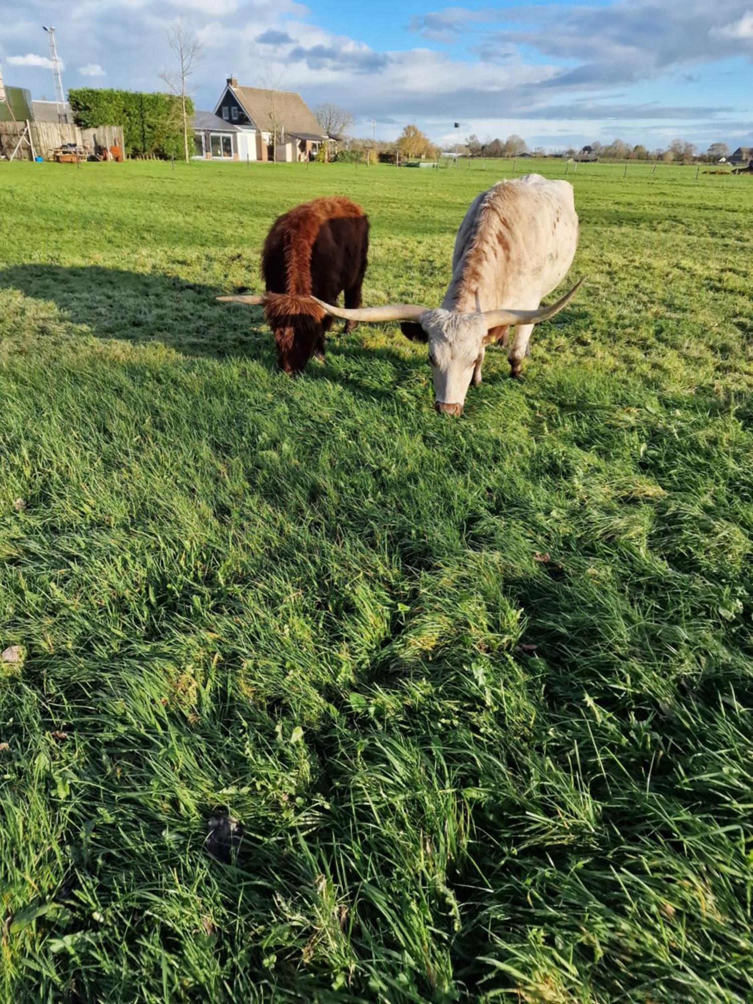 アッカースロートBed&Bbq Longhornranchアパートメント エクステリア 写真