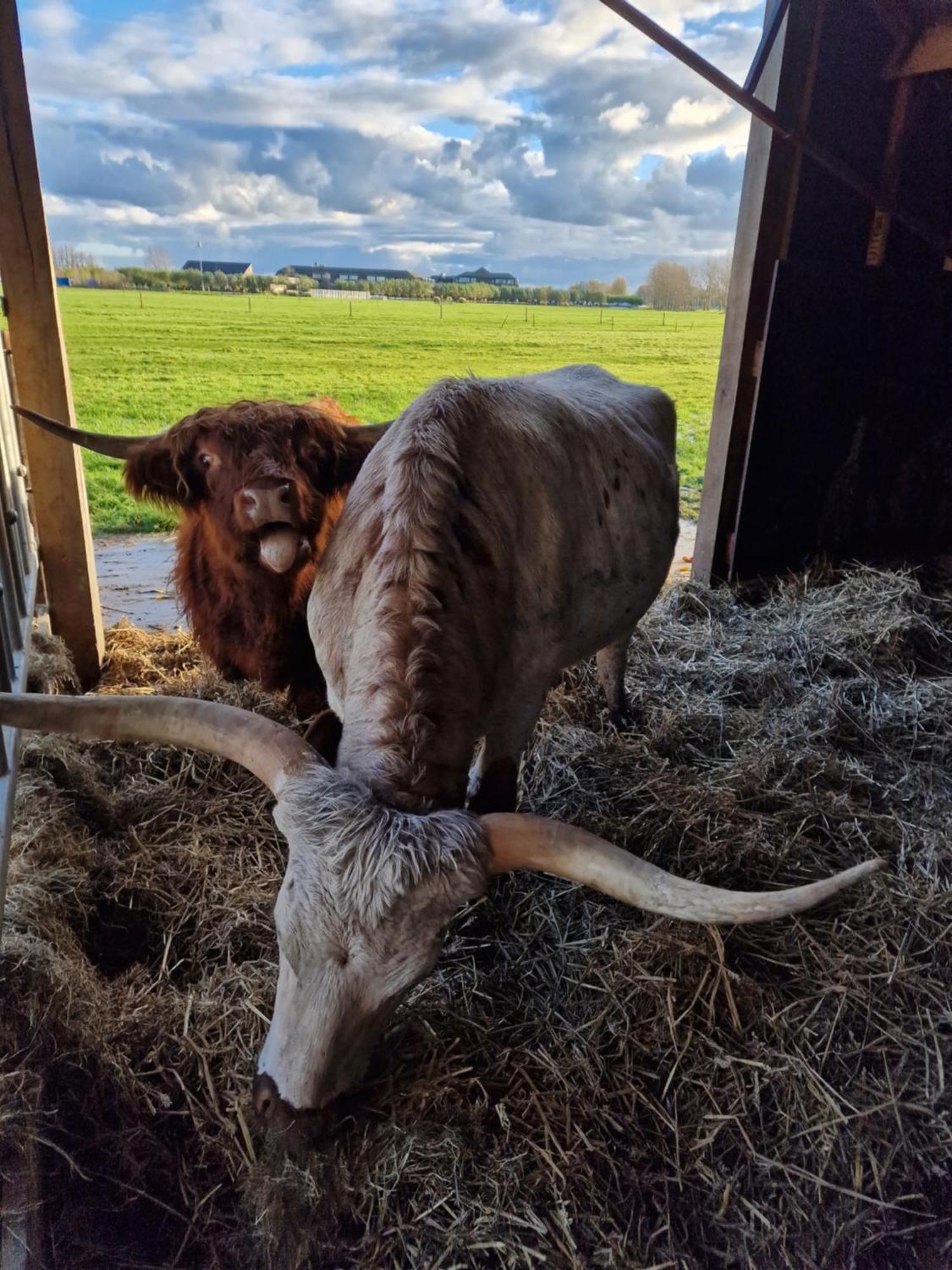 アッカースロートBed&Bbq Longhornranchアパートメント エクステリア 写真